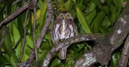 owl_pygmy_andean_map_h_0050_cos0246.jpg